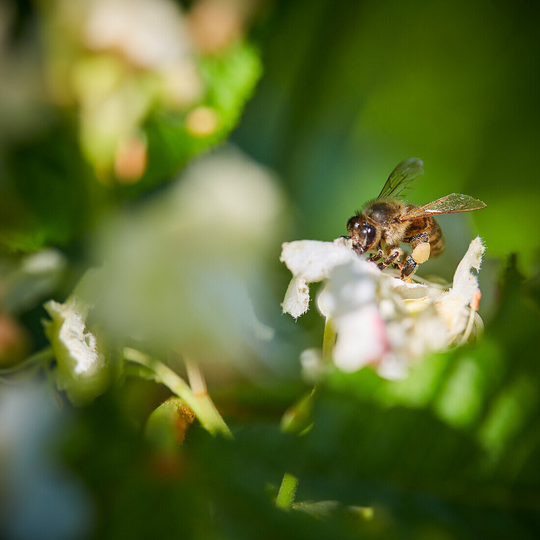 Bee pollinating flower