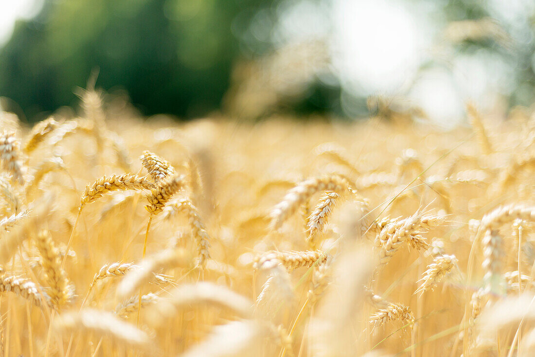 Wheat field