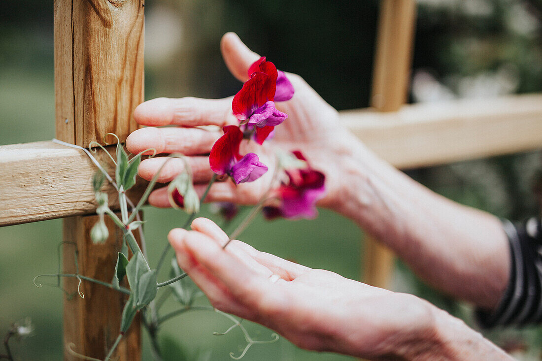 Hands with sweet pea flowers