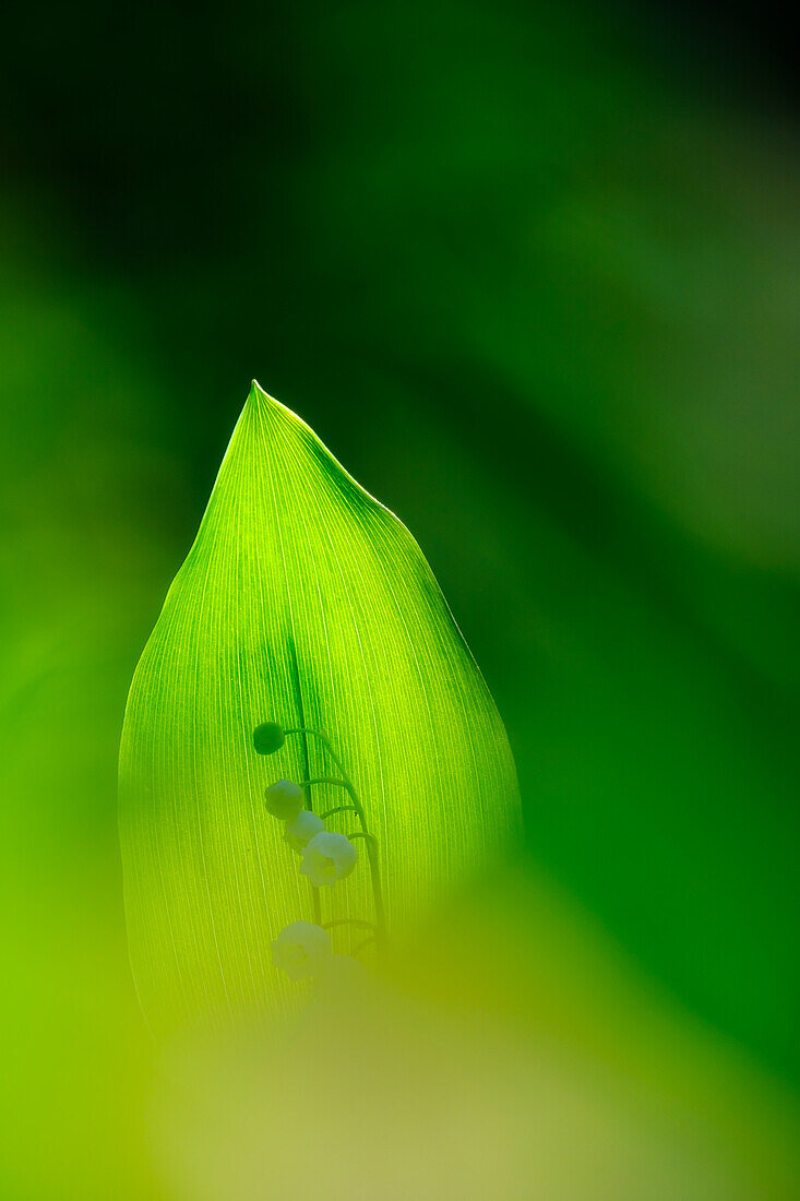 Lily of the valley