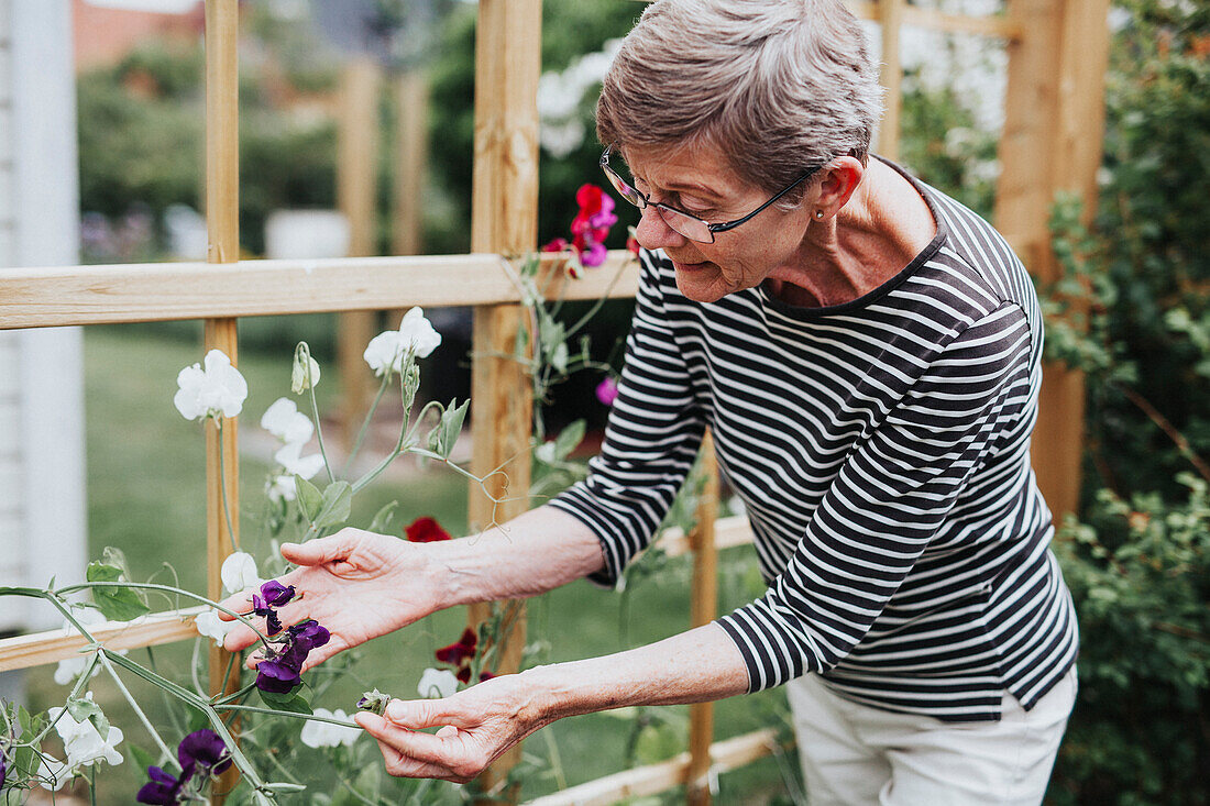 Senior woman checking sweet pea flowers