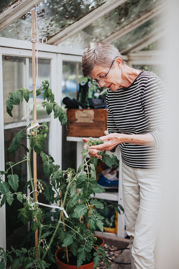 Ältere Frau betrachtet eine Tomatenpflanze im Gewächshaus