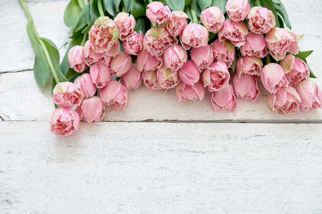 Pink tulips on table