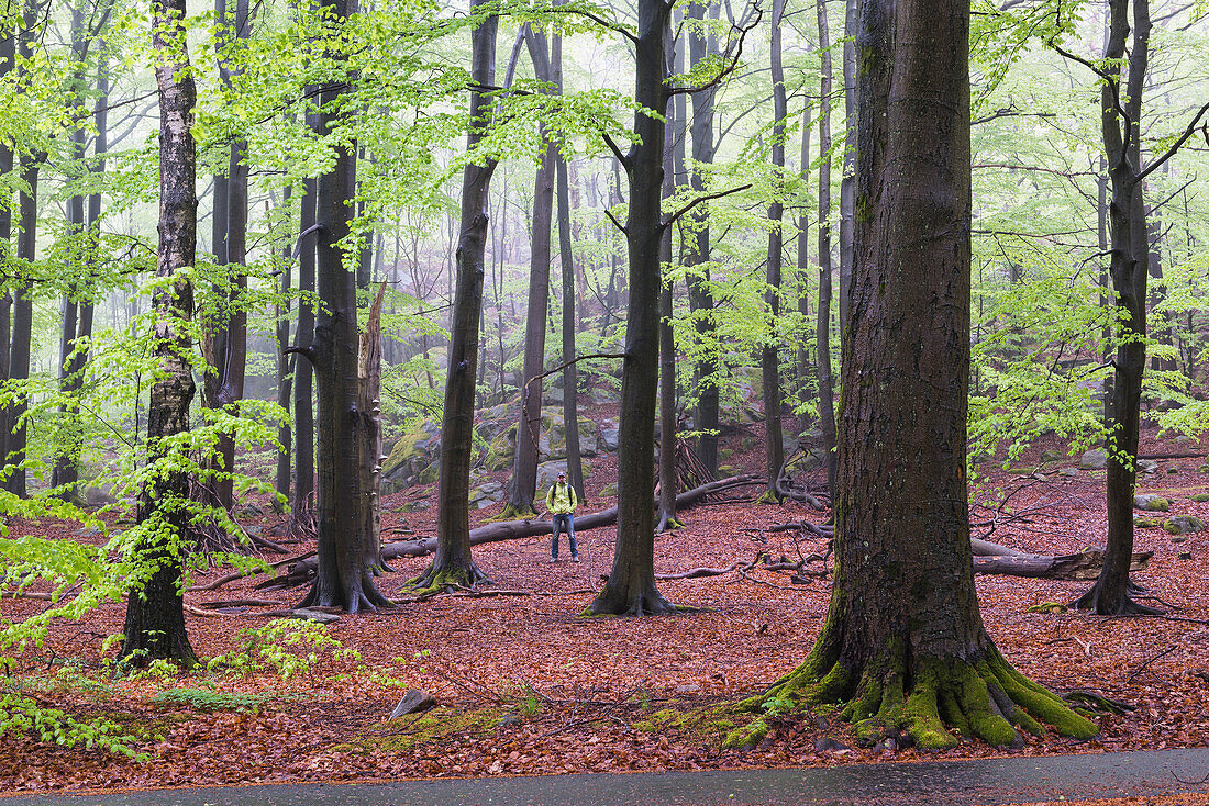 Bäume im Wald