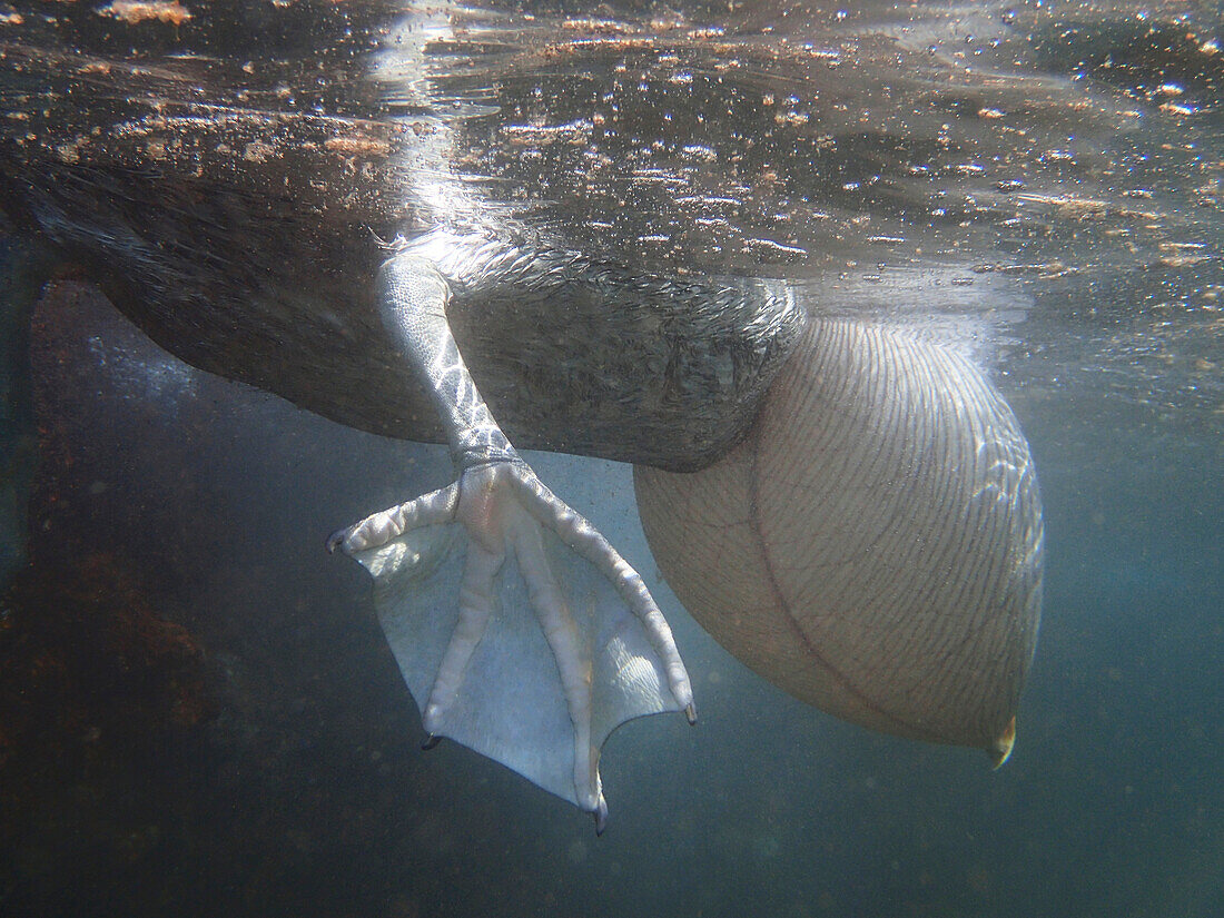 Animal leg in water