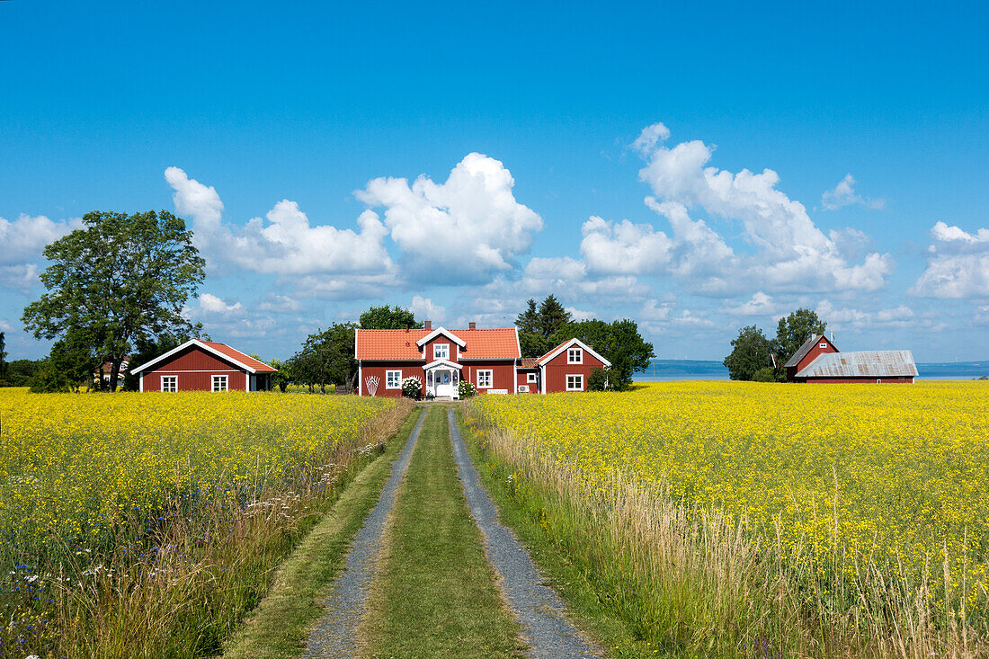 Dirt track leading to farm house