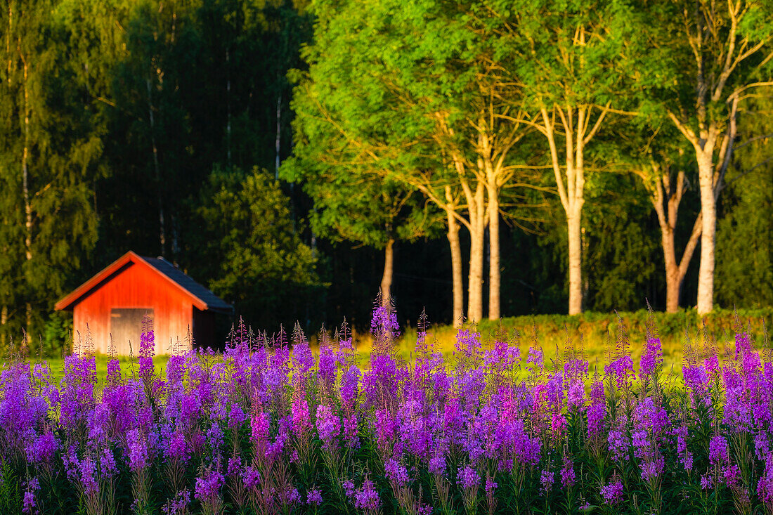 Blühende Wildblumen, Scheune im Hintergrund