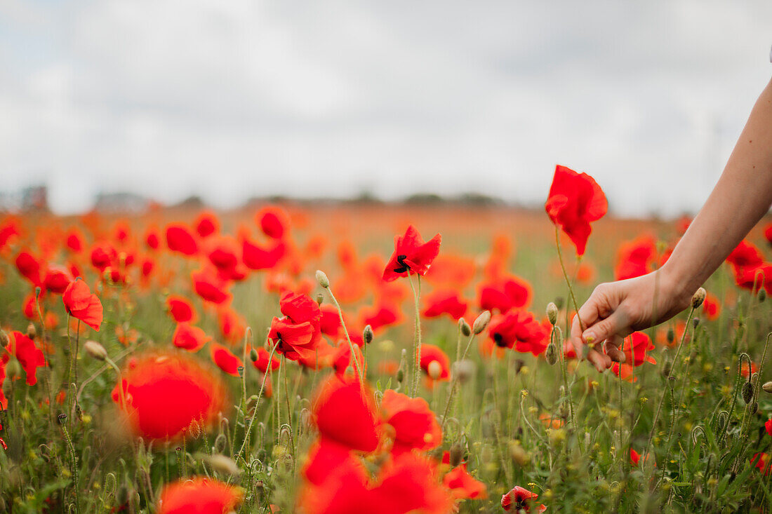 Frau pflückt Mohn