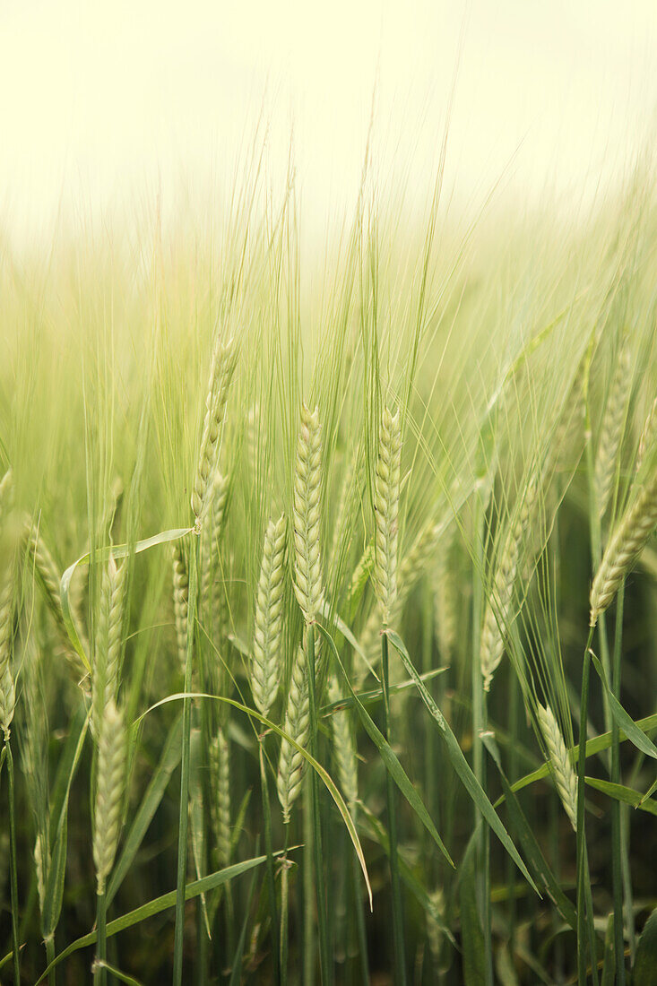 Wheat field, close-up