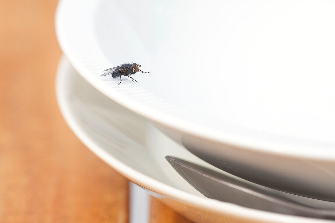 Fly on a plate