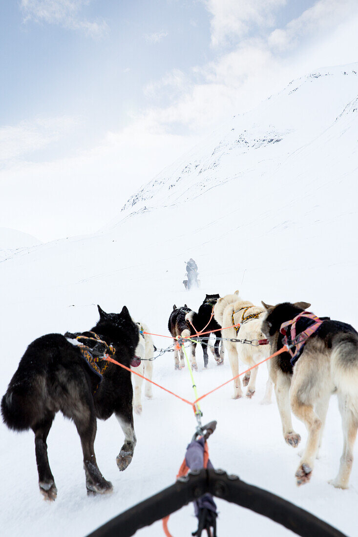 Dogs pulling sleigh