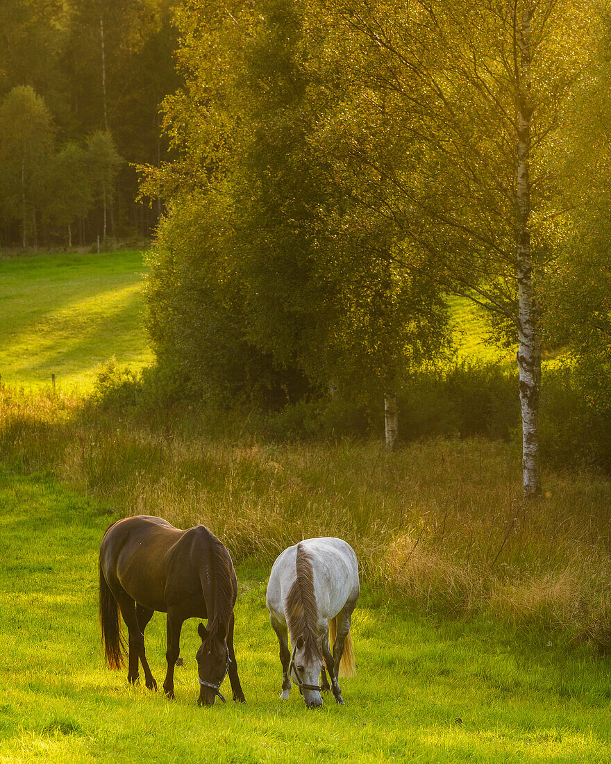 Two horses in meadow