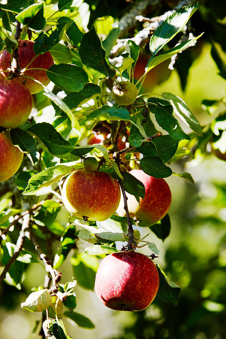 Apples hanging on branch