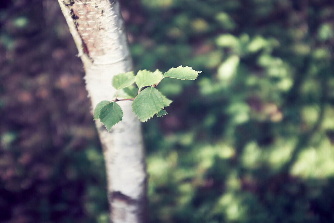 Fresh leaves on tree