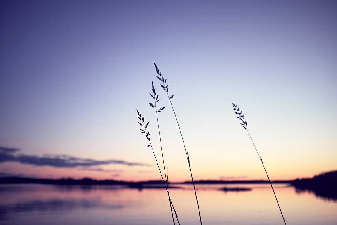 Silhouetted reed at sunrise