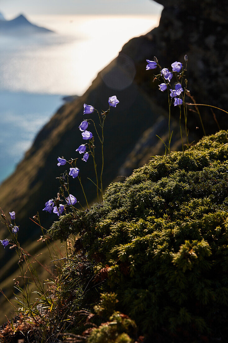 Blumen am Berghang