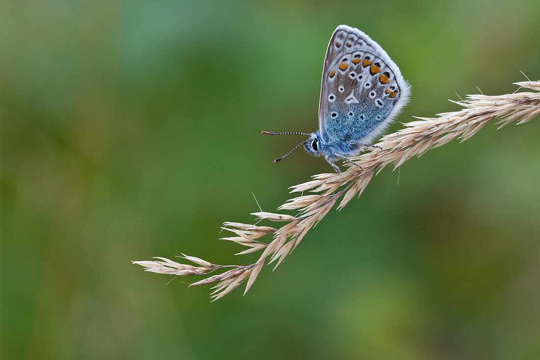 Schmetterling auf einer Pflanze