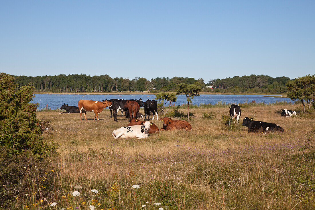 Cows grazing in meadow