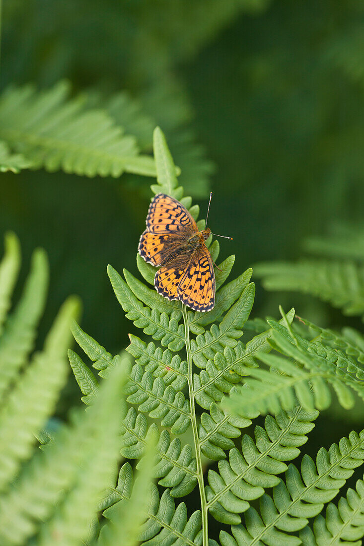 Butterfly on fern