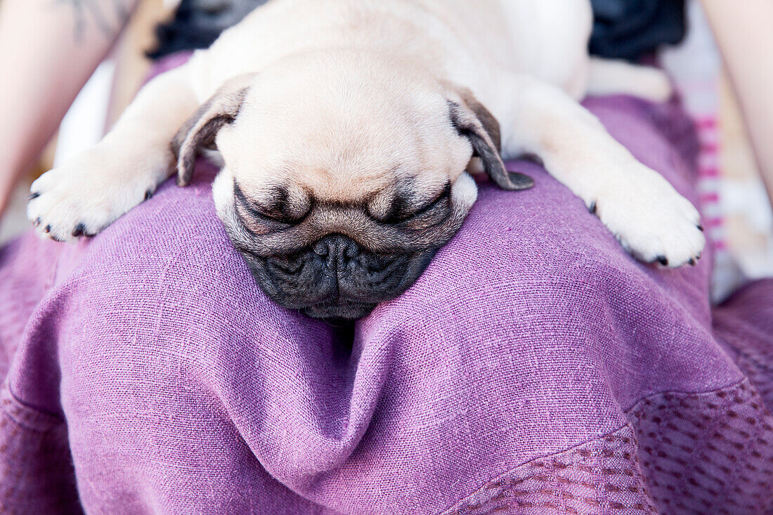 Mops auf dem Schoß schlafend