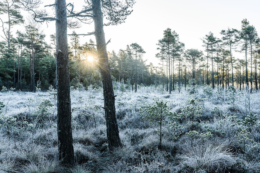 Winter forest