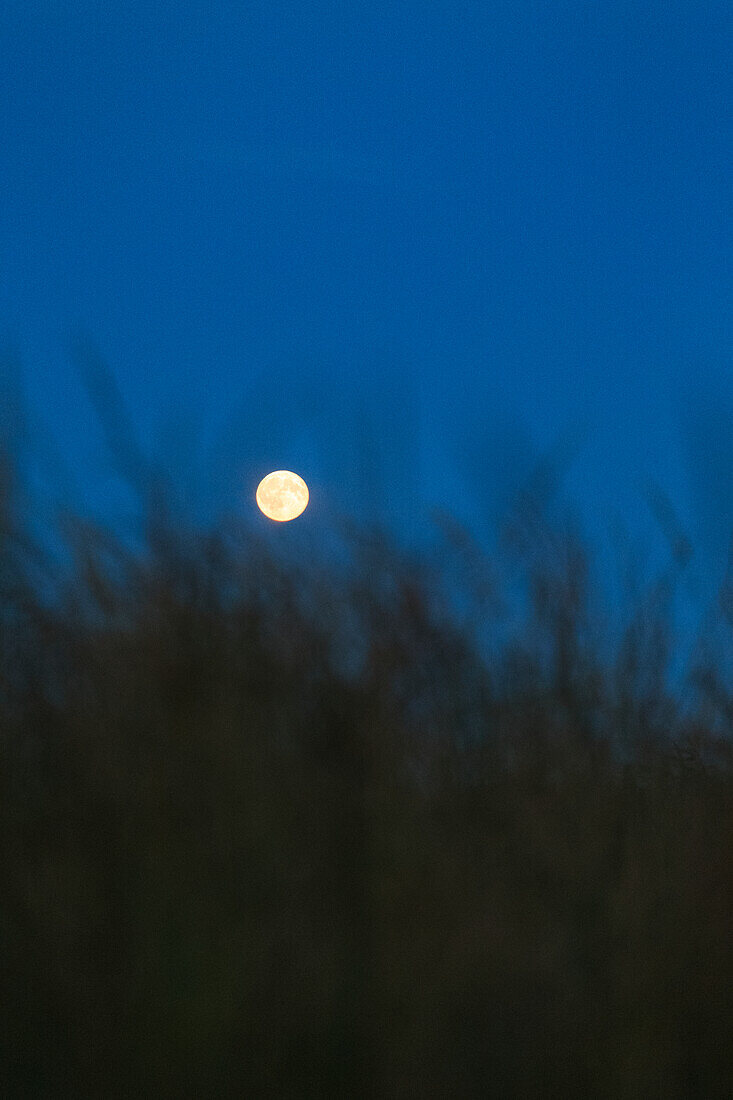 Full moon above grass