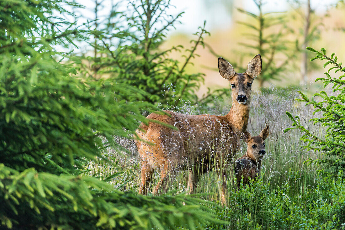 Zwei Rehe im Wald