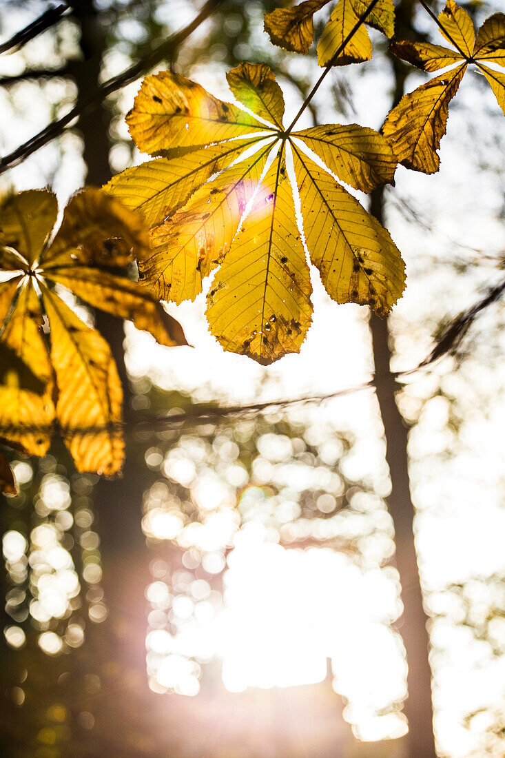 Gelbe Herbstblätter im Sonnenlicht