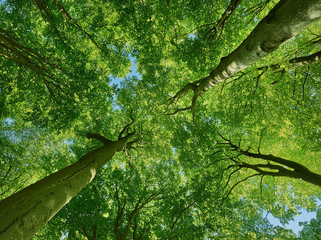 Directly below view of green trees