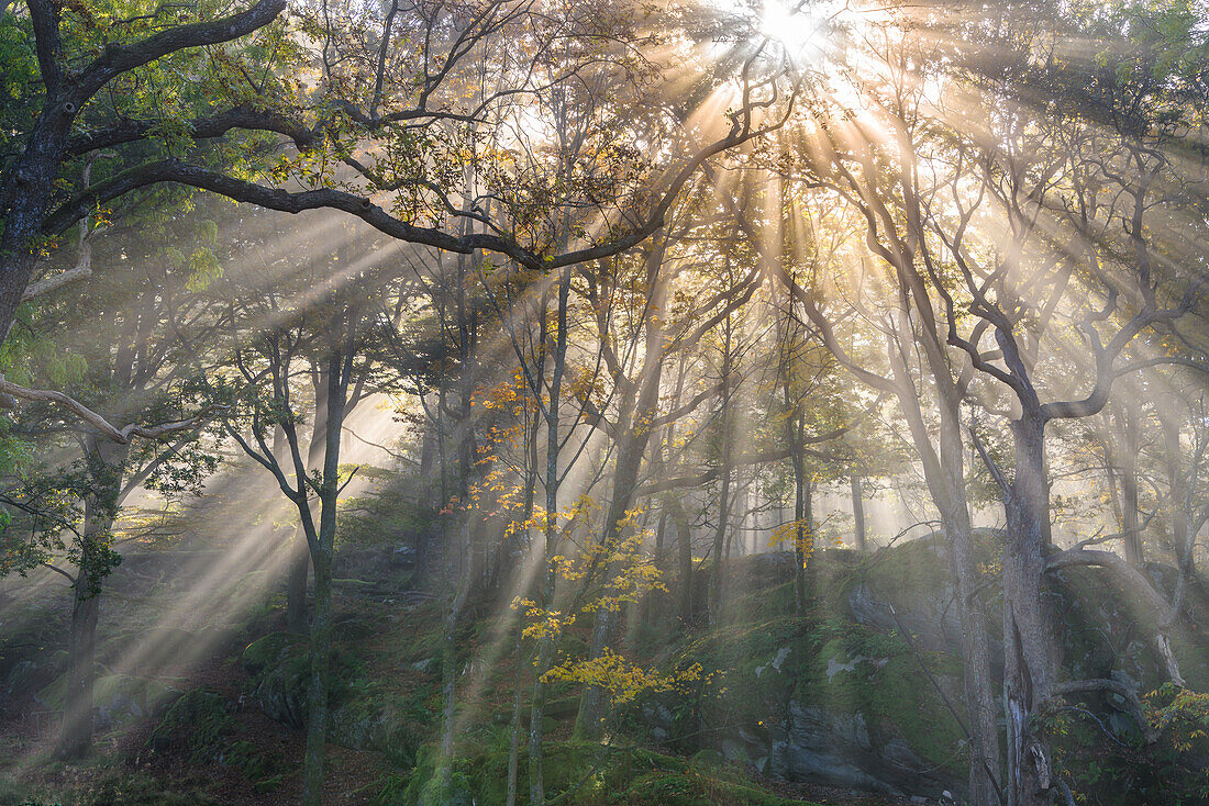 Sunbeams in forest