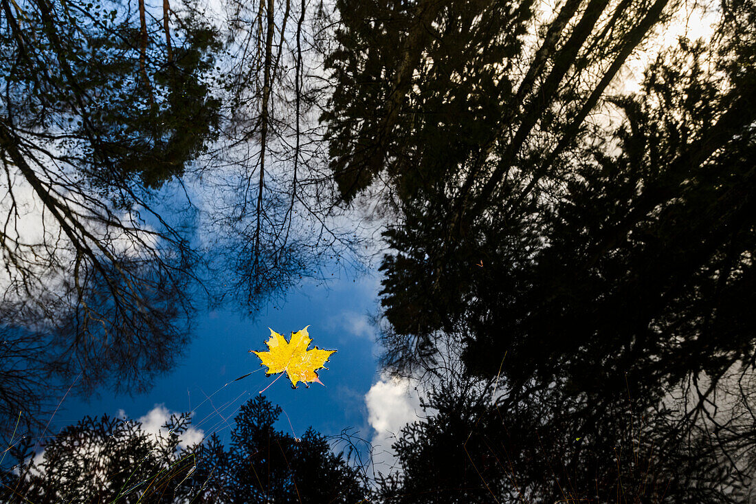 Yellow maple leaf floating on water