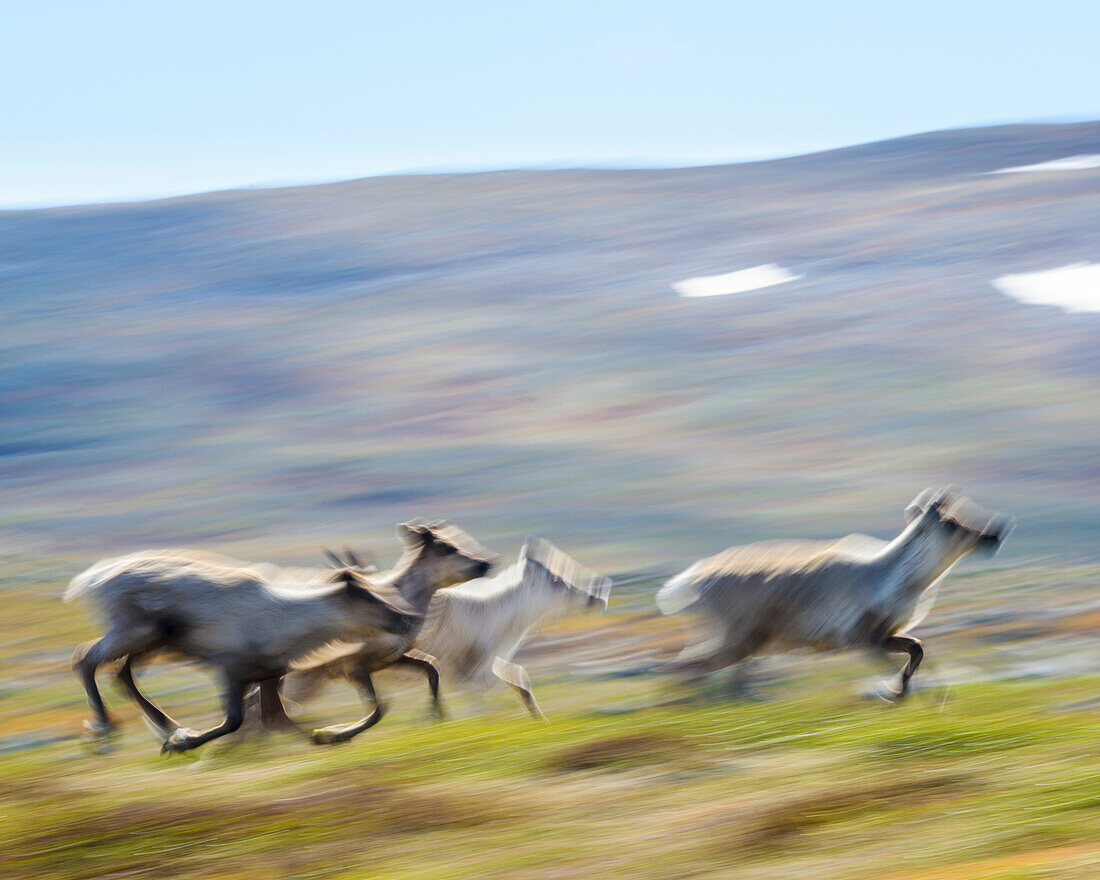 Reindeers running