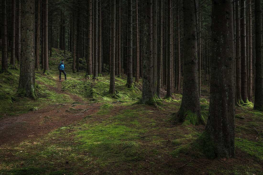 Hiker in forest