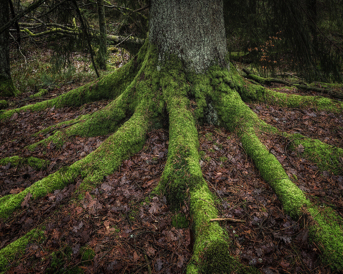 Moss on tree roots