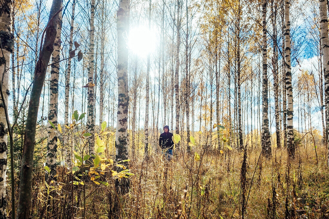 Birch forest, person on background