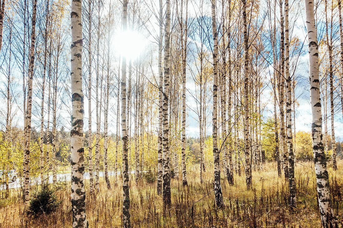 Birch forest