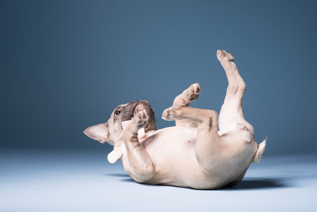 French bulldog lying on back