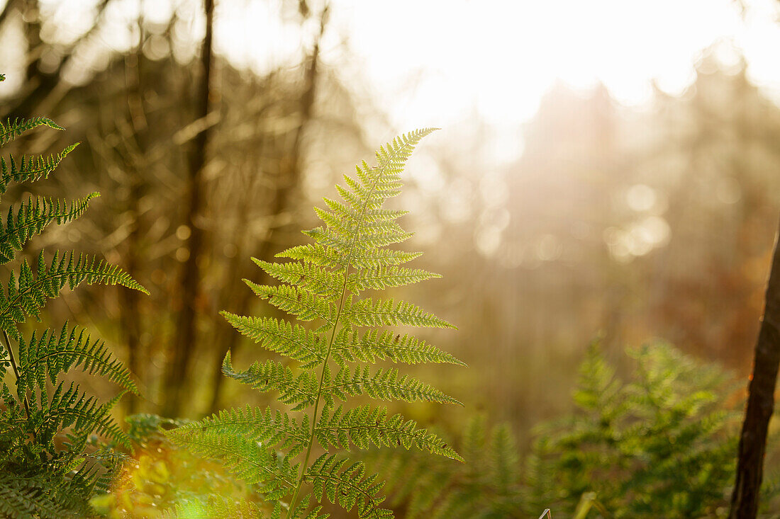 Fern in forest