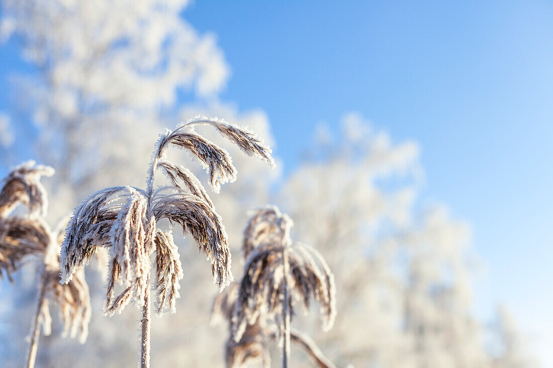 Frost on reeds