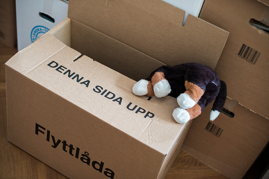 Stuffed toy in cardboard box