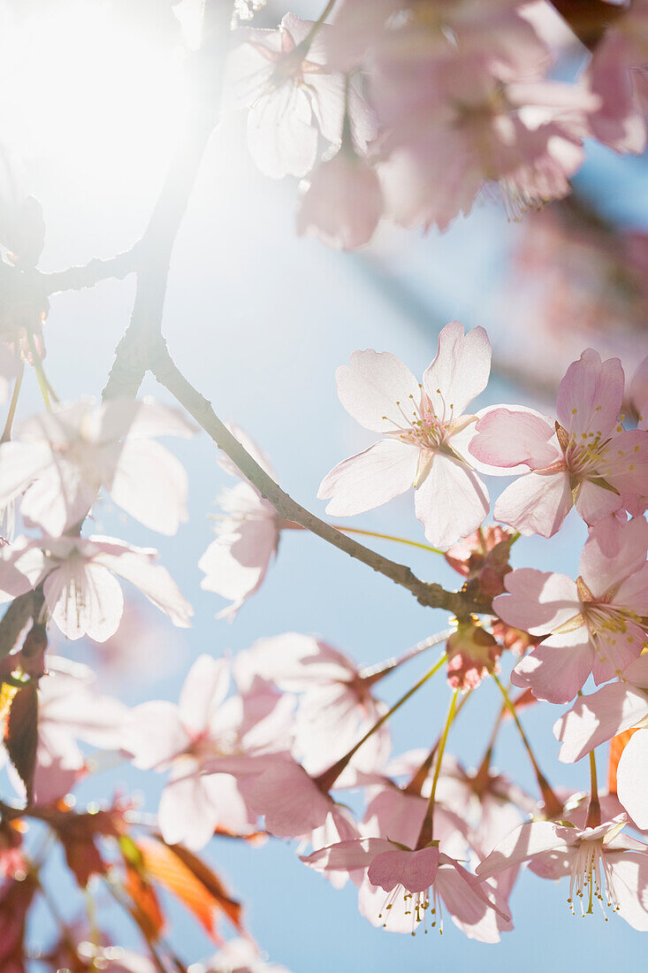 Blossoms on twig