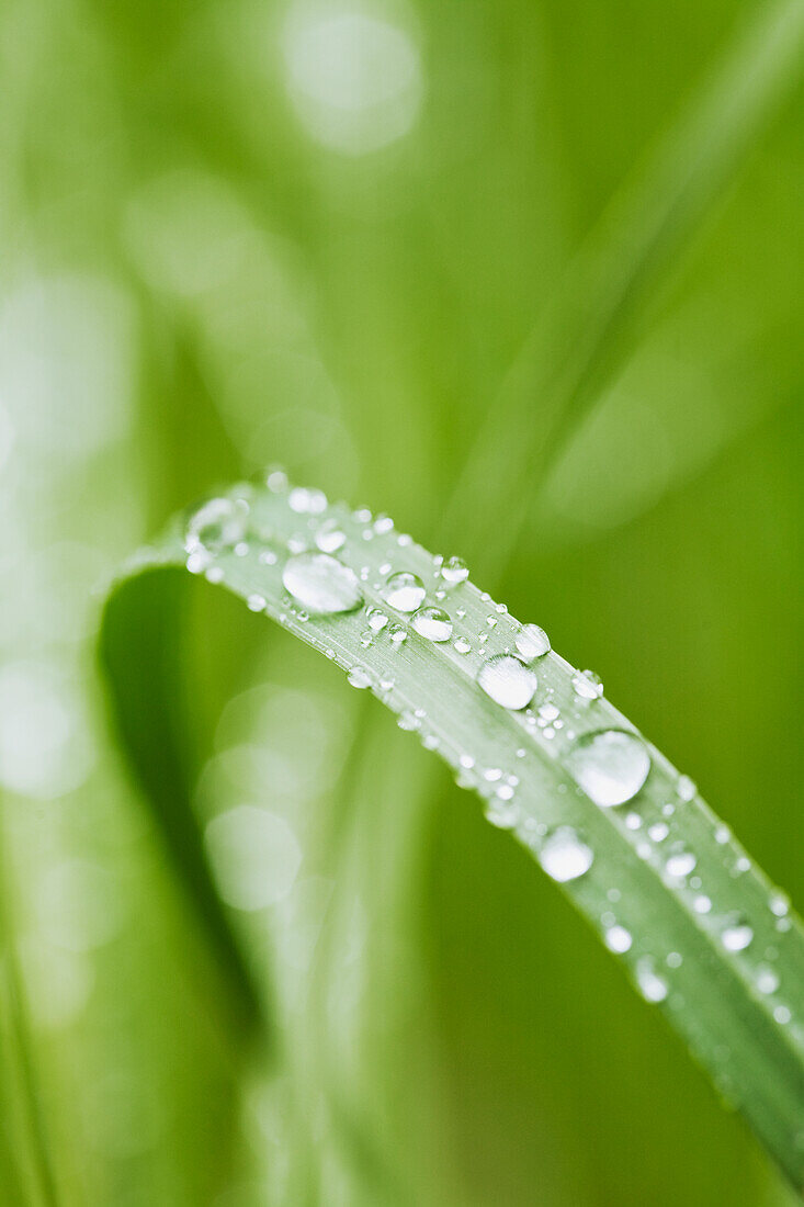 Tröpfchen auf Gras