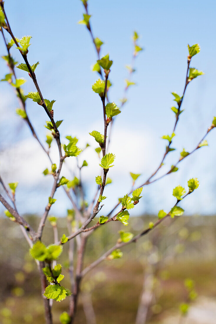 New leaves