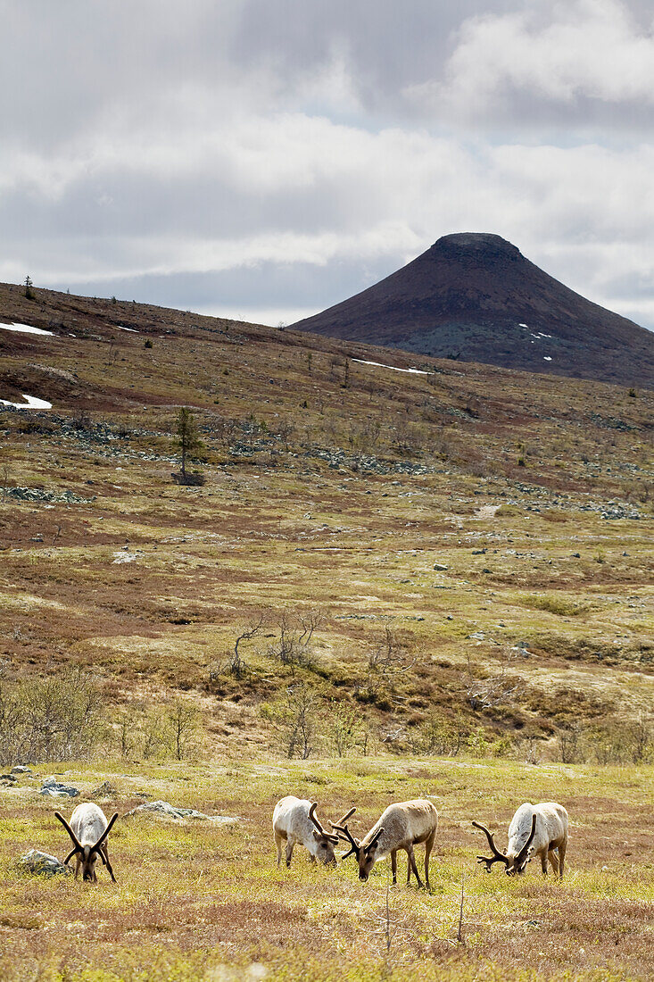 Reindeers in mountains