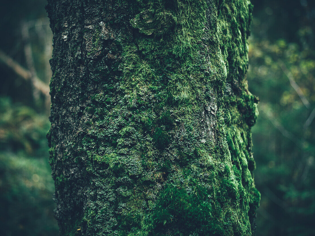 Moss on tree trunk