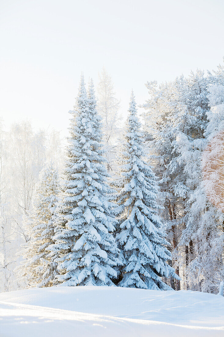 Schnee bedeckt Bäume