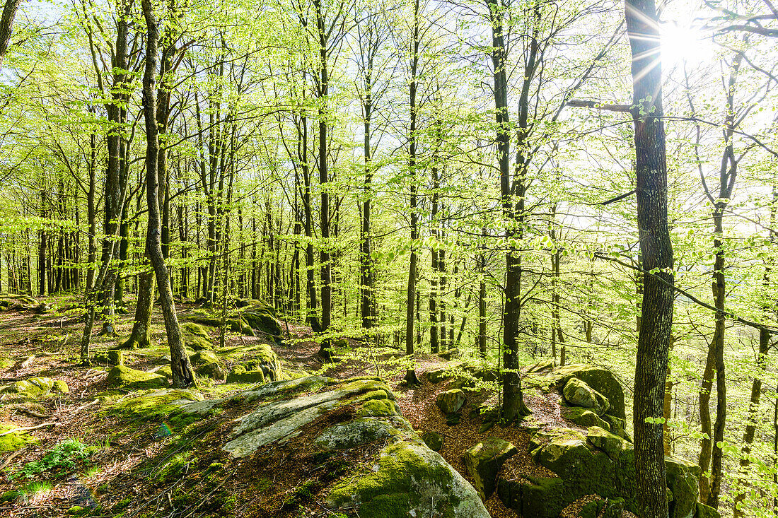 View of spring forest