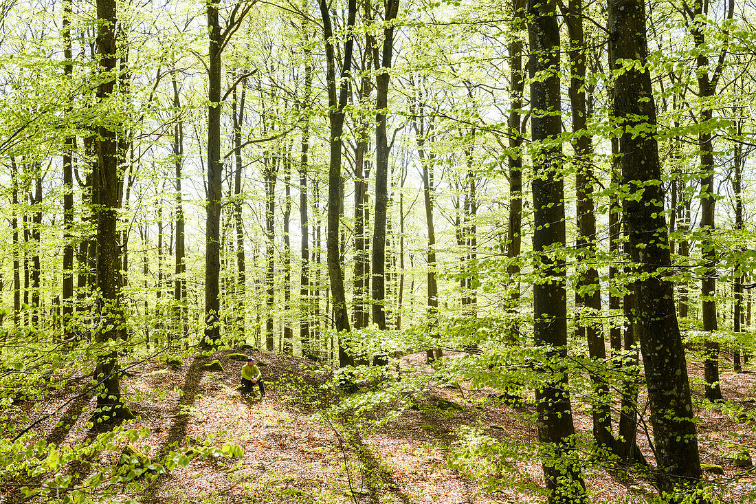 Blick auf einen Frühlingswald