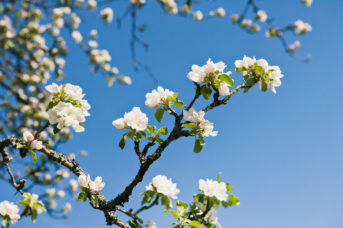 Tree blossom