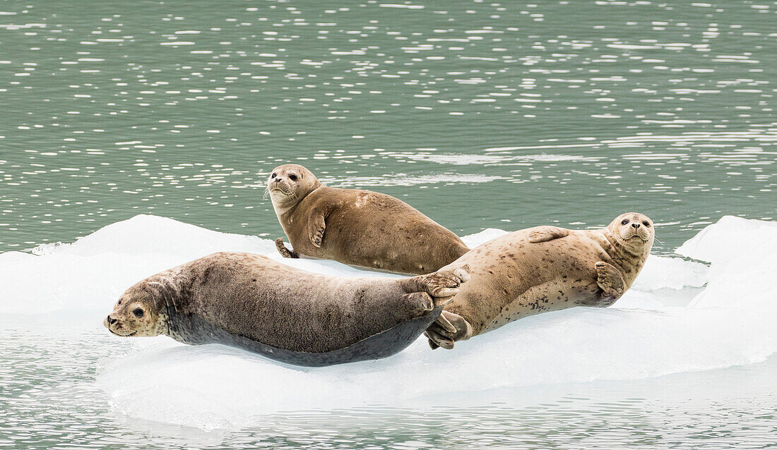 Seals on ice floe